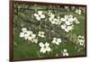 Spring, Dogwood Trees in Bloom-Richard T. Nowitz-Framed Photographic Print