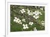 Spring, Dogwood Trees in Bloom-Richard T. Nowitz-Framed Photographic Print