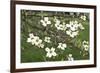 Spring, Dogwood Trees in Bloom-Richard T. Nowitz-Framed Photographic Print