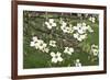 Spring, Dogwood Trees in Bloom-Richard T. Nowitz-Framed Photographic Print