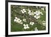 Spring, Dogwood Trees in Bloom-Richard T. Nowitz-Framed Photographic Print