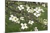 Spring, Dogwood Trees in Bloom-Richard T. Nowitz-Mounted Photographic Print