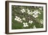 Spring, Dogwood Trees in Bloom-Richard T. Nowitz-Framed Photographic Print