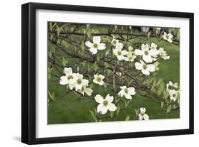 Spring, Dogwood Trees in Bloom-Richard T. Nowitz-Framed Photographic Print