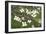 Spring, Dogwood Trees in Bloom-Richard T. Nowitz-Framed Photographic Print