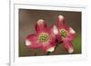 Spring, Dogwood Trees in Bloom-Richard T. Nowitz-Framed Photographic Print