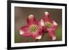 Spring, Dogwood Trees in Bloom-Richard T. Nowitz-Framed Photographic Print