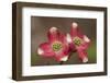 Spring, Dogwood Trees in Bloom-Richard T. Nowitz-Framed Photographic Print