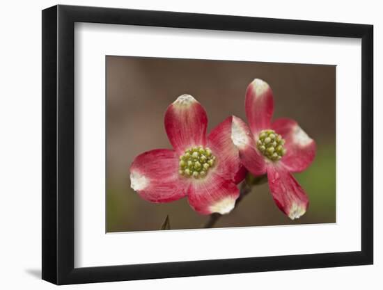 Spring, Dogwood Trees in Bloom-Richard T. Nowitz-Framed Photographic Print