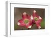 Spring, Dogwood Trees in Bloom-Richard T. Nowitz-Framed Photographic Print