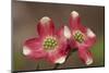 Spring, Dogwood Trees in Bloom-Richard T. Nowitz-Mounted Photographic Print