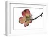 Spring, Dogwood Trees in Bloom-Richard T. Nowitz-Framed Photographic Print