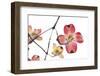 Spring, Dogwood Trees in Bloom-Richard T. Nowitz-Framed Photographic Print