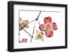 Spring, Dogwood Trees in Bloom-Richard T. Nowitz-Framed Photographic Print