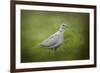 Spring Dove-Jai Johnson-Framed Giclee Print