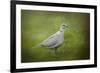 Spring Dove-Jai Johnson-Framed Giclee Print