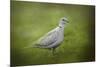 Spring Dove-Jai Johnson-Mounted Giclee Print