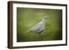 Spring Dove-Jai Johnson-Framed Giclee Print