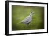 Spring Dove-Jai Johnson-Framed Giclee Print