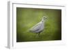 Spring Dove-Jai Johnson-Framed Giclee Print