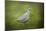 Spring Dove-Jai Johnson-Mounted Giclee Print