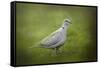 Spring Dove-Jai Johnson-Framed Stretched Canvas