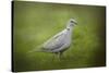 Spring Dove-Jai Johnson-Stretched Canvas