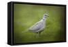 Spring Dove-Jai Johnson-Framed Stretched Canvas