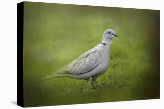 Spring Dove-Jai Johnson-Stretched Canvas