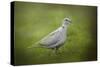 Spring Dove-Jai Johnson-Stretched Canvas