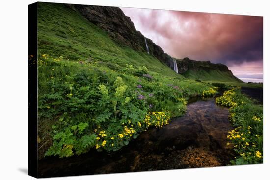 Spring Drama and Wildflowers, Seljalandsfoss, Iceland-Vincent James-Stretched Canvas