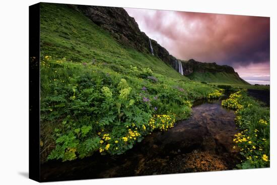 Spring Drama and Wildflowers, Seljalandsfoss, Iceland-Vincent James-Stretched Canvas