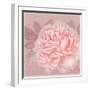 Spring Eden Peony 2-Lula Bijoux-Framed Art Print