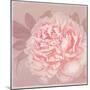 Spring Eden Peony 2-Lula Bijoux-Mounted Art Print