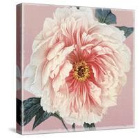 Spring Eden Peony-Lula Bijoux-Stretched Canvas