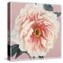 Spring Eden Peony-Lula Bijoux-Stretched Canvas