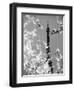 Spring Eiffel BW-Tracey Telik-Framed Photographic Print