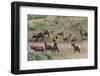Spring elk herd, cows and calves-Ken Archer-Framed Photographic Print