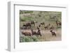 Spring elk herd, cows and calves-Ken Archer-Framed Photographic Print
