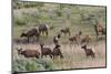 Spring elk herd, cows and calves-Ken Archer-Mounted Photographic Print