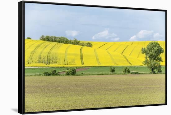 Spring Farm Fields-Rob Tilley-Framed Stretched Canvas