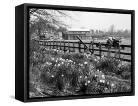 Spring Farming Scene-null-Framed Stretched Canvas