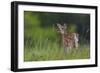 Spring Fawn-Nick Kalathas-Framed Giclee Print