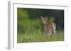 Spring Fawn-Nick Kalathas-Framed Giclee Print