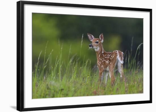 Spring Fawn-Nick Kalathas-Framed Giclee Print