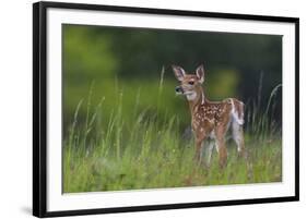 Spring Fawn-Nick Kalathas-Framed Giclee Print