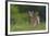 Spring Fawn-Nick Kalathas-Framed Giclee Print