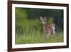 Spring Fawn-Nick Kalathas-Framed Giclee Print