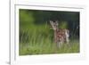 Spring Fawn-Nick Kalathas-Framed Giclee Print