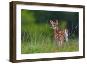 Spring Fawn-Nick Kalathas-Framed Photographic Print